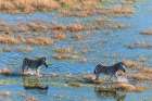 An aerial view of plains zebras walking in a flood plain Okavango Delta-Botswana Art Print